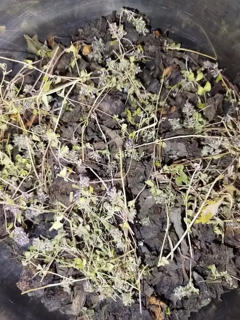 Ферментированные чайные сборы фото 5